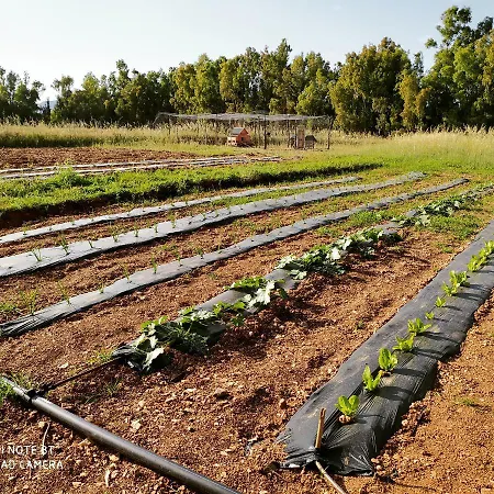 Affittacamere Pintadera